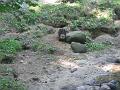 Zoo Cottbus 105